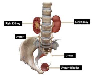 Kidney, Ureter, Bladder (KUB) Point.